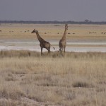 kameelpeerdeetosha_100_3070