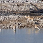 springbokkieswaterhole_100_2890