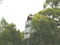 4_20kookaburra