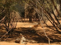 kangaroe