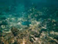 cur0041.jpg