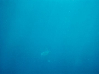 cur0047.jpg