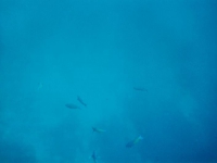 cur0048.jpg